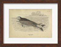 Framed Sea Otter