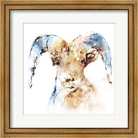 Framed 'Watercolour Ram' border=