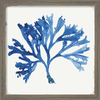 Framed 'Blue and Green Coral IV' border=