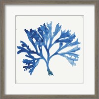 Framed 'Blue and Green Coral IV' border=