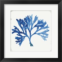 Framed Blue and Green Coral IV