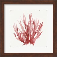 Framed 'Red Coral I' border=