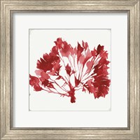 Framed 'Red Coral IV' border=