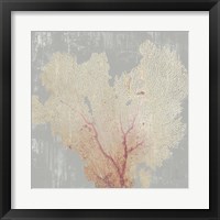 Framed 'Blush Coral I' border=