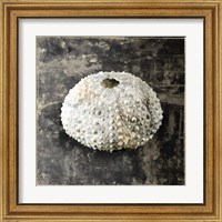 Framed 'Marble Shell Series I' border=