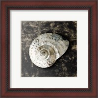 Framed 'Marble Shell Series II' border=