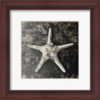 Framed 'Marble Shell Series III' border=