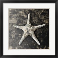 Marble Shell Series III Framed Print