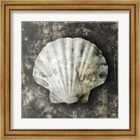 Framed 'Marble Shell Series IV' border=