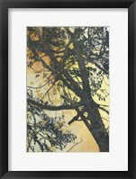 Framed Bubbly Branches