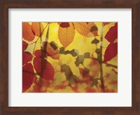 Framed Golden Foliage