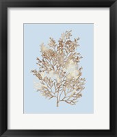 Coral III Framed Print