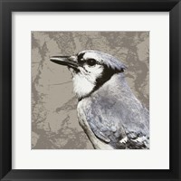 Feathered III Framed Print