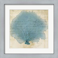 Framed 'Blue Coral IV' border=