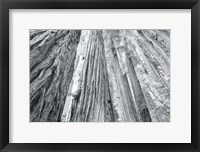 Framed Redwoods Forest IV BW