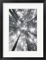 Framed Fir Trees I BW