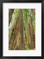 Framed Redwoods Forest III