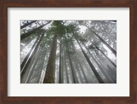 Framed Fir Trees III