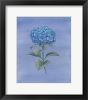 Framed Blue Hydrangea III