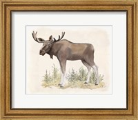 Framed 'Wilderness Collection Moose' border=