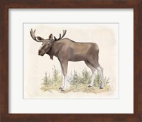 Framed 'Wilderness Collection Moose' border=