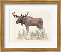 Framed 'Wilderness Collection Moose' border=