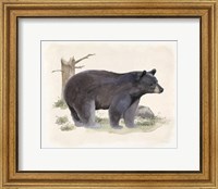 Framed 'Wilderness Collection Bear' border=