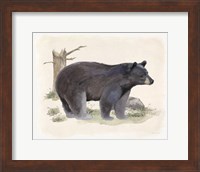 Framed 'Wilderness Collection Bear' border=