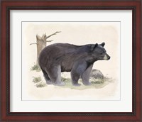 Framed 'Wilderness Collection Bear' border=