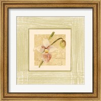 Framed 'Exotic Floral IV' border=