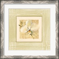 Framed 'Exotic Floral III' border=