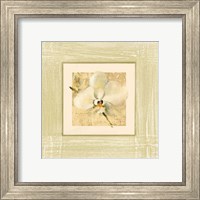 Framed 'Exotic Floral III' border=