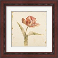 Framed 'Vintage Flaming Parrot Tulip Crop' border=