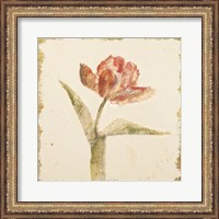 Framed 'Vintage Flaming Parrot Tulip Crop' border=