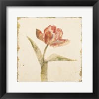 Vintage Flaming Parrot Tulip Crop Framed Print