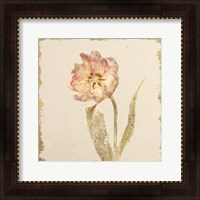 Framed Vintage May Wonder Tulip Crop