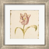 Framed 'Vintage Blue Parrot Tulip Crop' border=