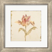 Framed 'Vintage Zoomer Schoon Tulip Crop' border=