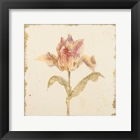 Vintage Zoomer Schoon Tulip Crop Framed Print