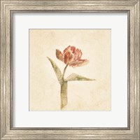 Framed 'Flaming Parrot Tulip on White Crop' border=