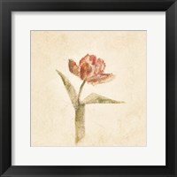 Flaming Parrot Tulip on White Crop Framed Print