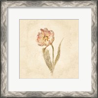 Framed 'May Wonder Tulip on White Crop' border=