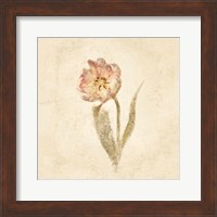 Framed 'May Wonder Tulip on White Crop' border=