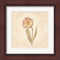 Framed 'May Wonder Tulip on White Crop' border=