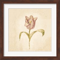 Framed 'Blue Parrot Tulip on White Crop' border=