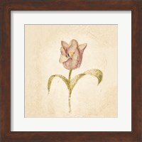 Framed 'Blue Parrot Tulip on White Crop' border=