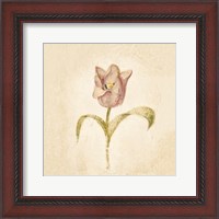 Framed 'Blue Parrot Tulip on White Crop' border=