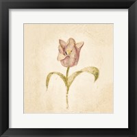 Framed 'Blue Parrot Tulip on White Crop' border=