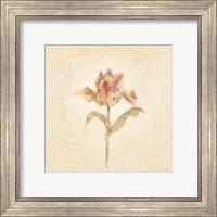 Framed 'Zoomer Schoon Tulip on White Crop' border=