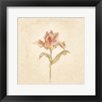 Zoomer Schoon Tulip on White Crop Framed Print
